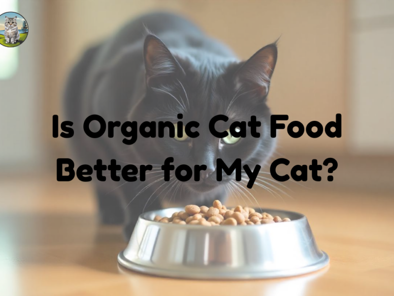 Is Organic Cat Food Better for My Cat